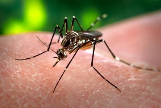 Zika cases continue to increase in Florida