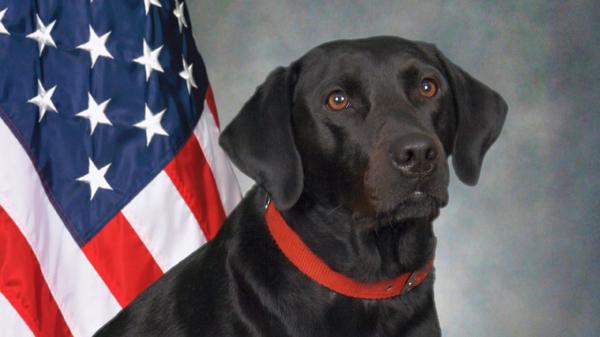 Orlando Fire Department mourns loss of arson-detecting dog