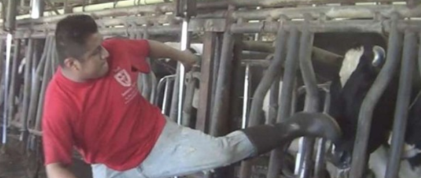 Publix suspends shipments from Florida dairy farm after video shows employees beating cows