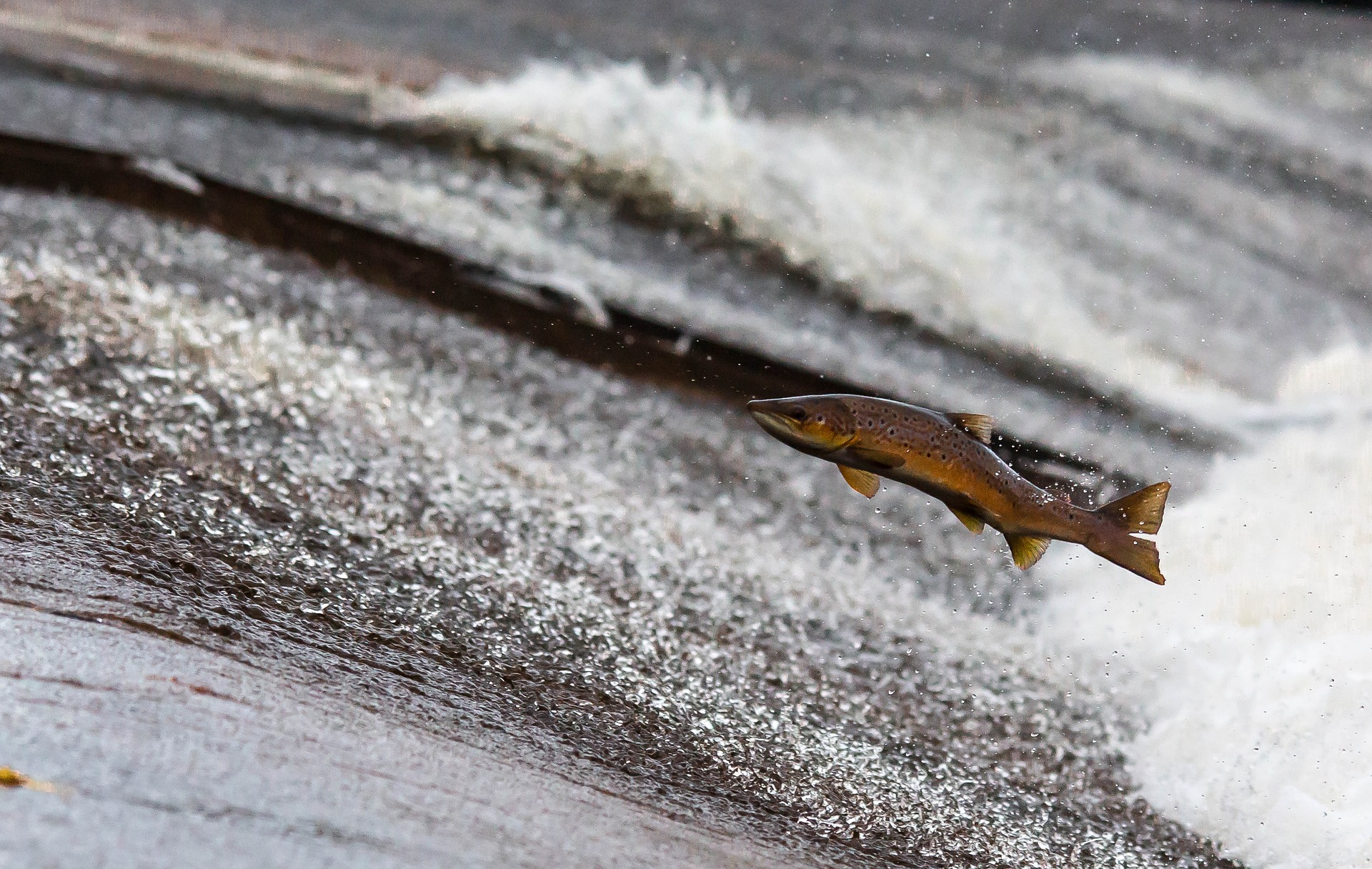 The World’s Second Largest Indoor  Salmon Farm is in… Florida?